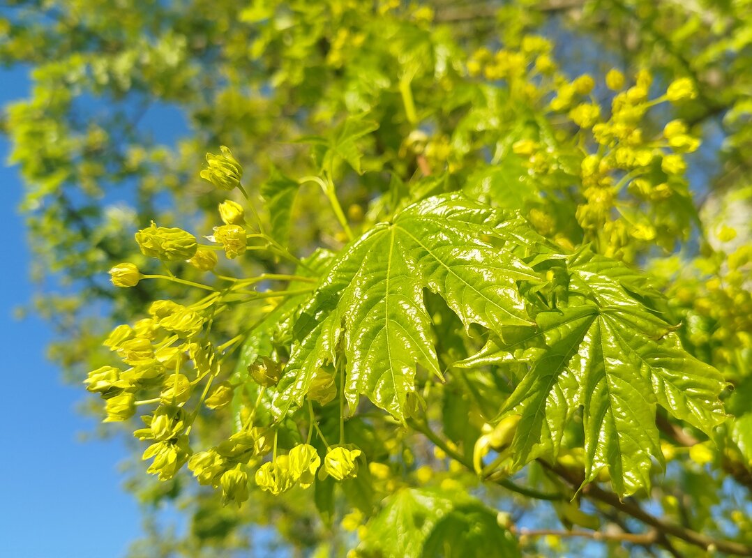 Цветение клёна - светлана льдокова Цветение клёна - светлана льдокова