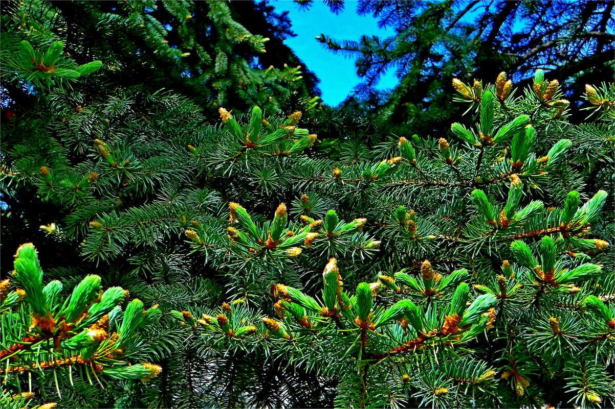 ВЕСНА - Юрий Владимирович 34