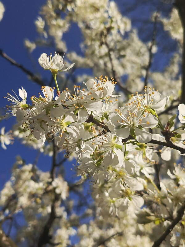 Слива цветет - Татьяна Пальчикова