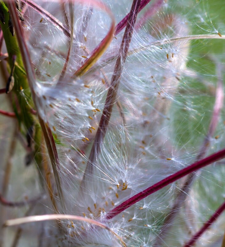 Краски лета. На перевале. Ильменский хребет. - Алексей Трухин Краски лета. На перевале. Ильменский хребет. - Алексей Трухин