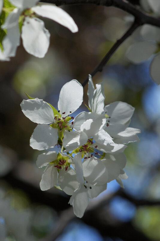 Весна - Наталия Григорьева