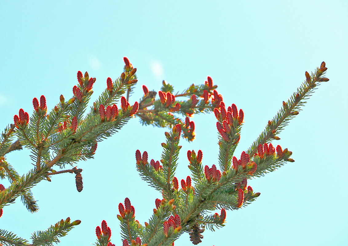 Молодые еловые шишечки - Светлана 