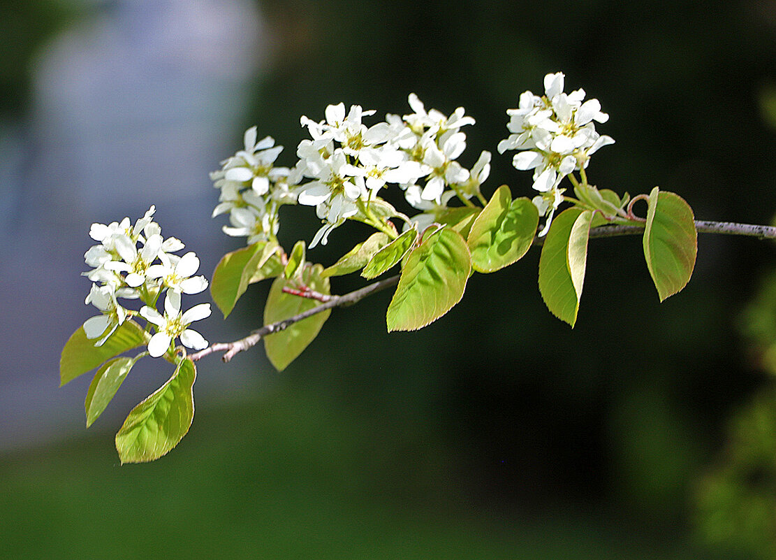 Веточка черёмухи - Светлана 