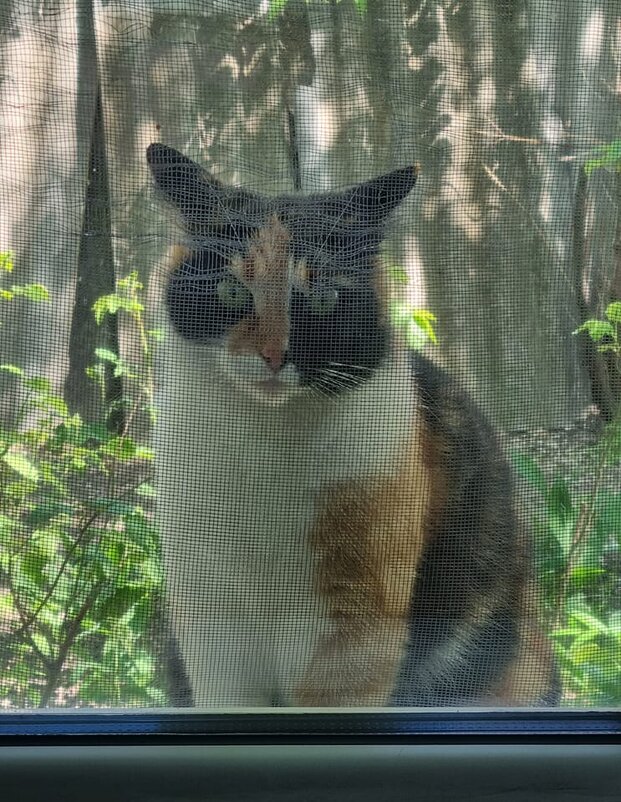 Ушки на макушке :) - Наталья 