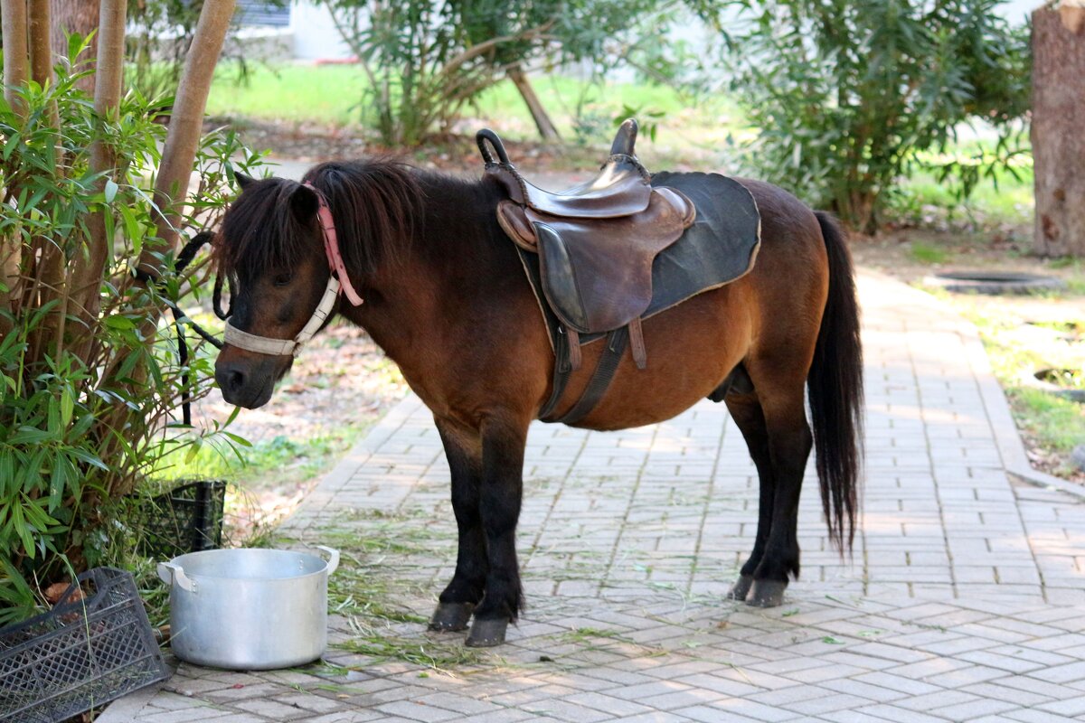 H - Андрей Л. В.