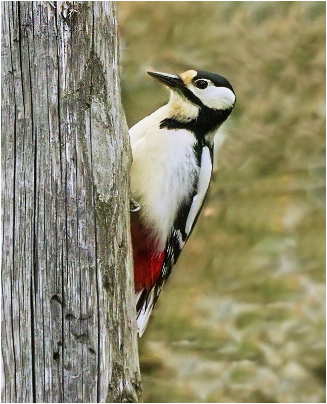 Лесной лекарь - Валентин Котляров