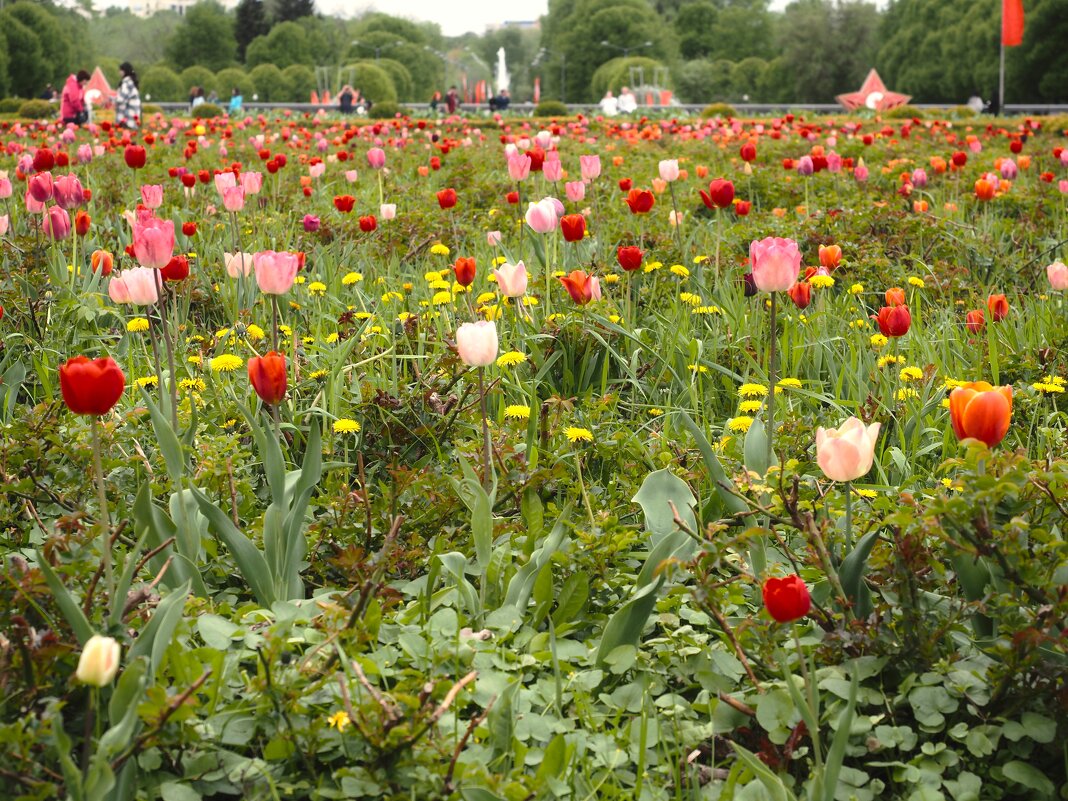 Тюльпановое раздолье в парке им.М.Горького - Магомед . Тюльпановое раздолье в парке им.М.Горького - Магомед .