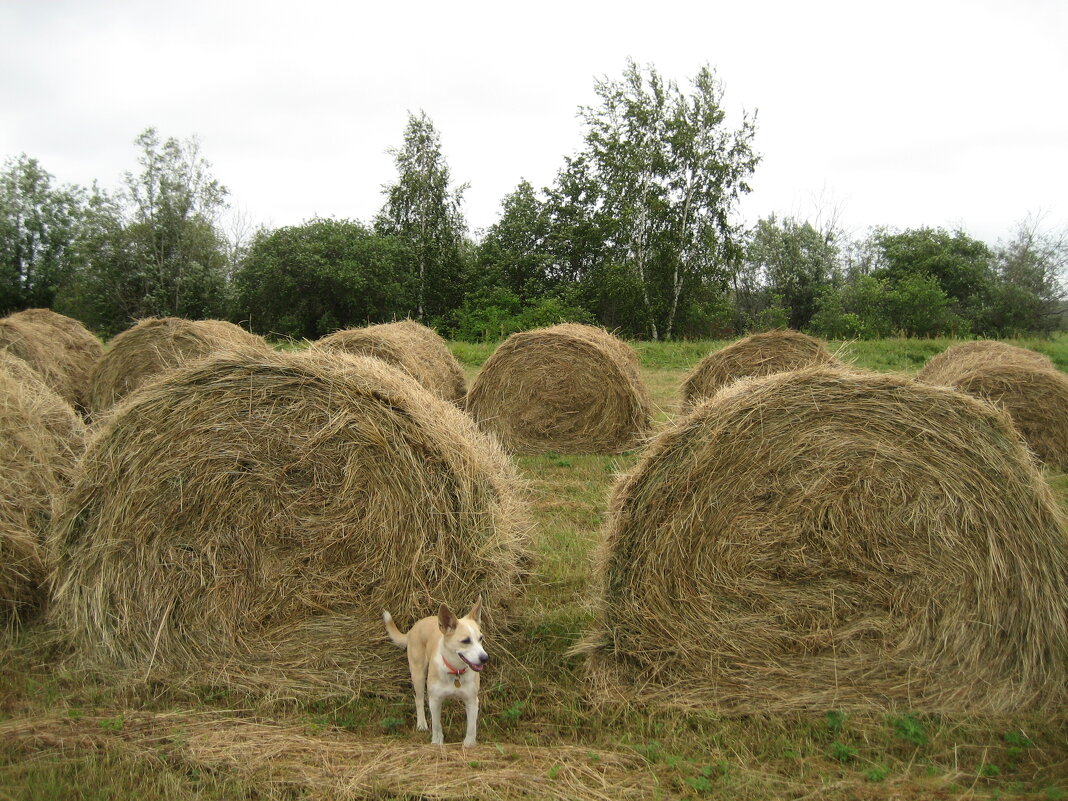 Лето - Anna Ivanova