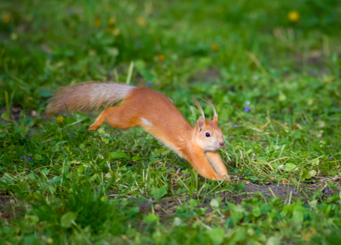 Белка - Андрей Сосновский