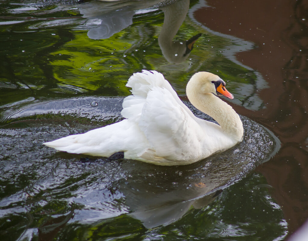 Лебедь - Андрей Сосновский