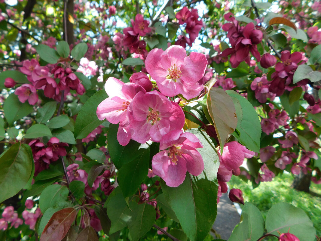 Розовая яблоня - Наиля 