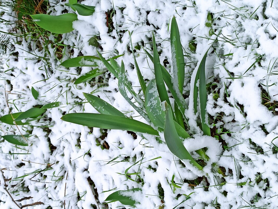 2 мая 2025 г. - veilins veilins