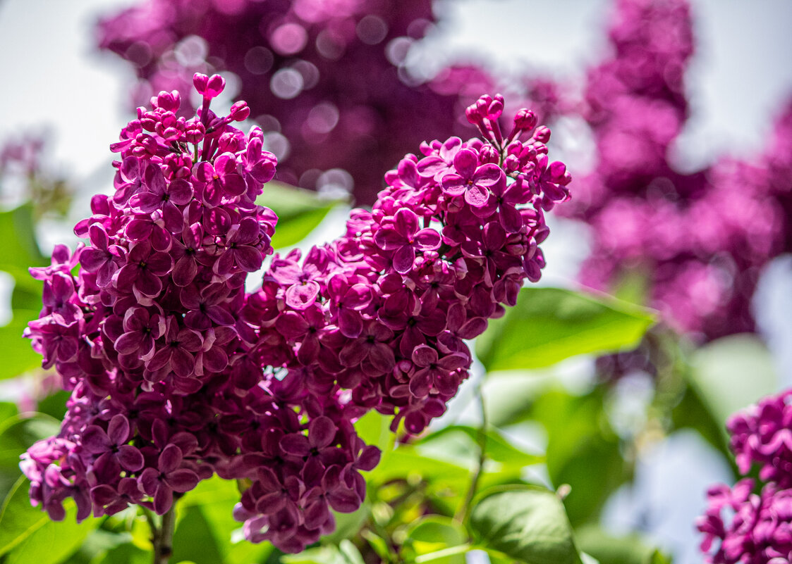 весна в разгаре. - Lucy Schneider 