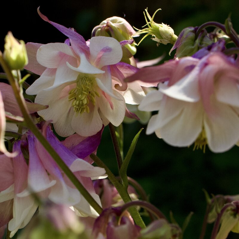 Макро. - Lucy Schneider 