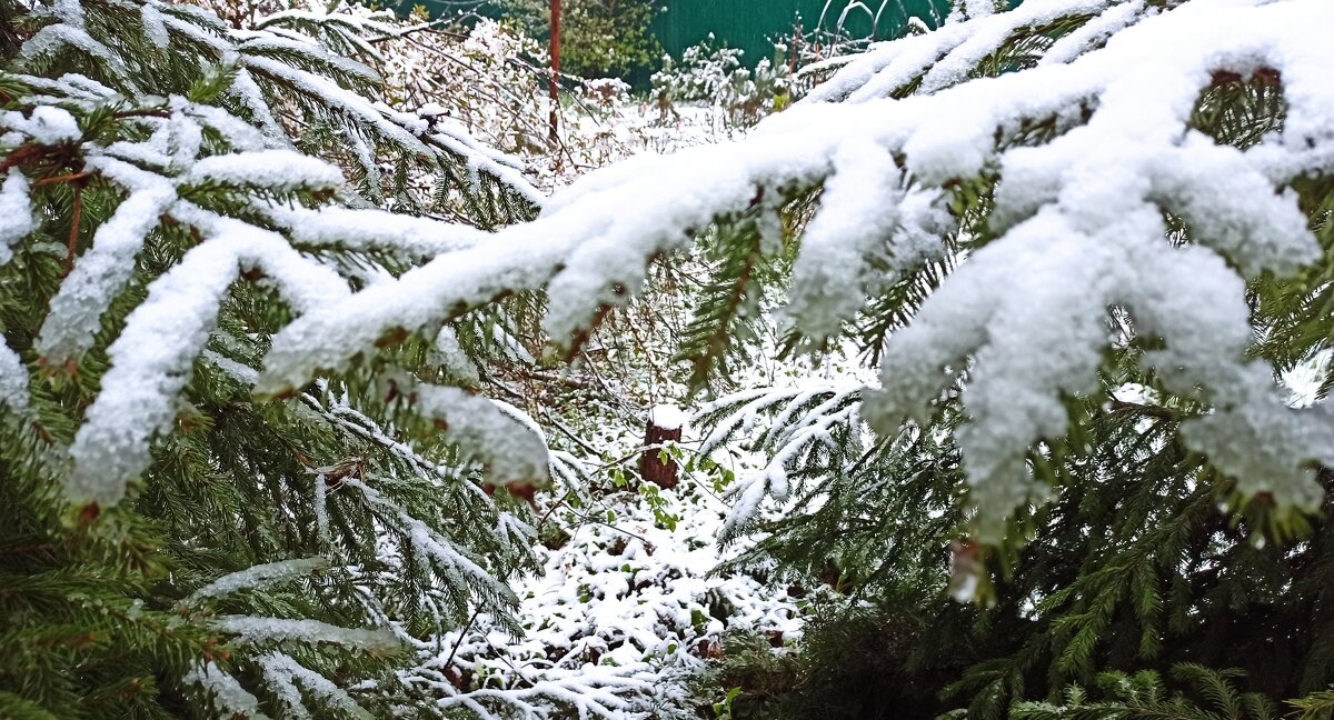 2 мая 2025 г. Вернулся новогодний снег! - veilins veilins