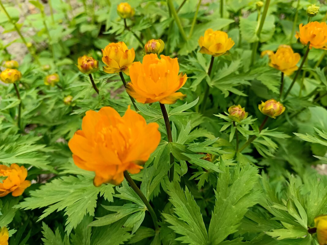 Май в городе... - Мария Васильева Май в городе... - Мария Васильева