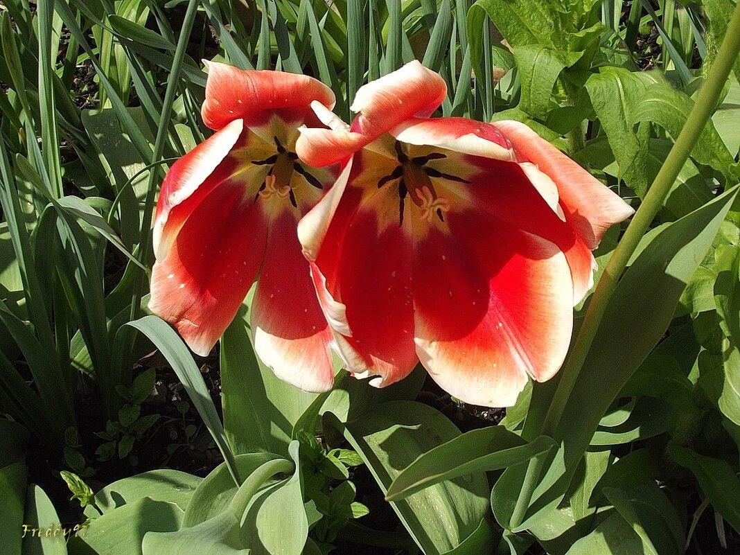 Тюльпаны - Freddy 97 Тюльпаны - Freddy 97