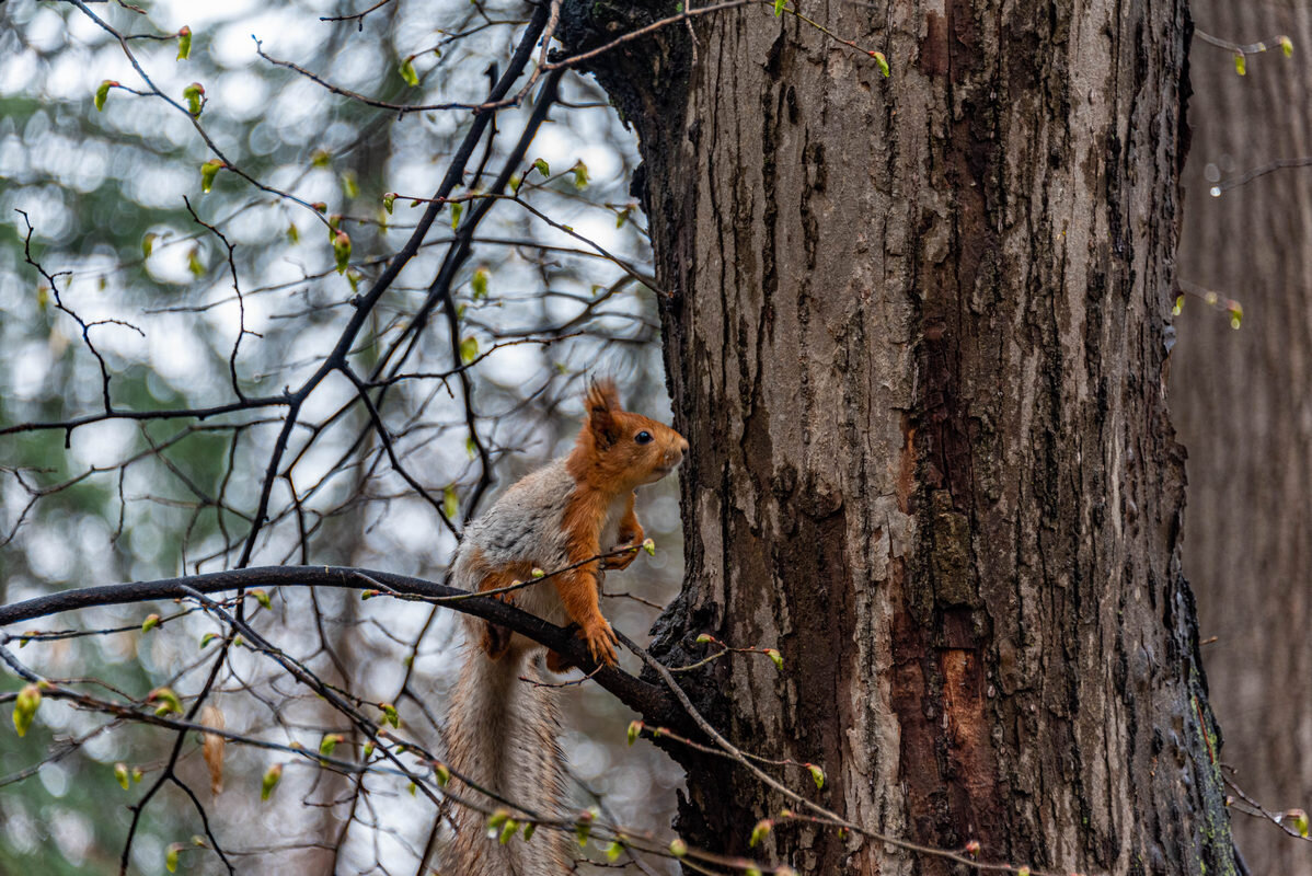 *** - Дмитрий Лупандин *** - Дмитрий Лупандин