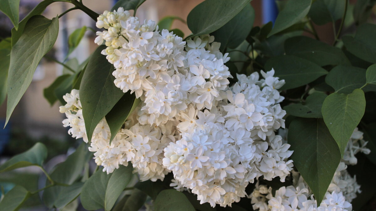 Белая сирень - чистые мечты! - Игорь Родионов Белая сирень - чистые мечты! - Игорь Родионов