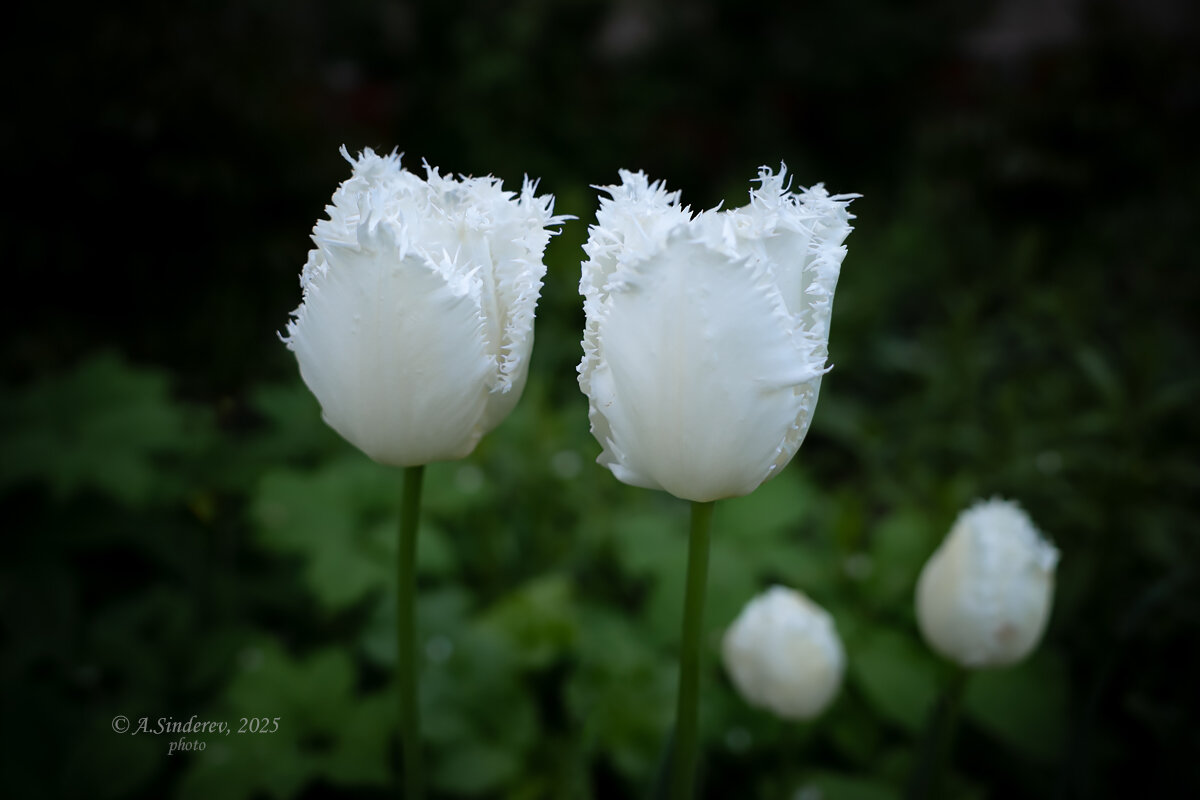 Белые тюльпаны - Александр Синдерёв Белые тюльпаны - Александр Синдерёв
