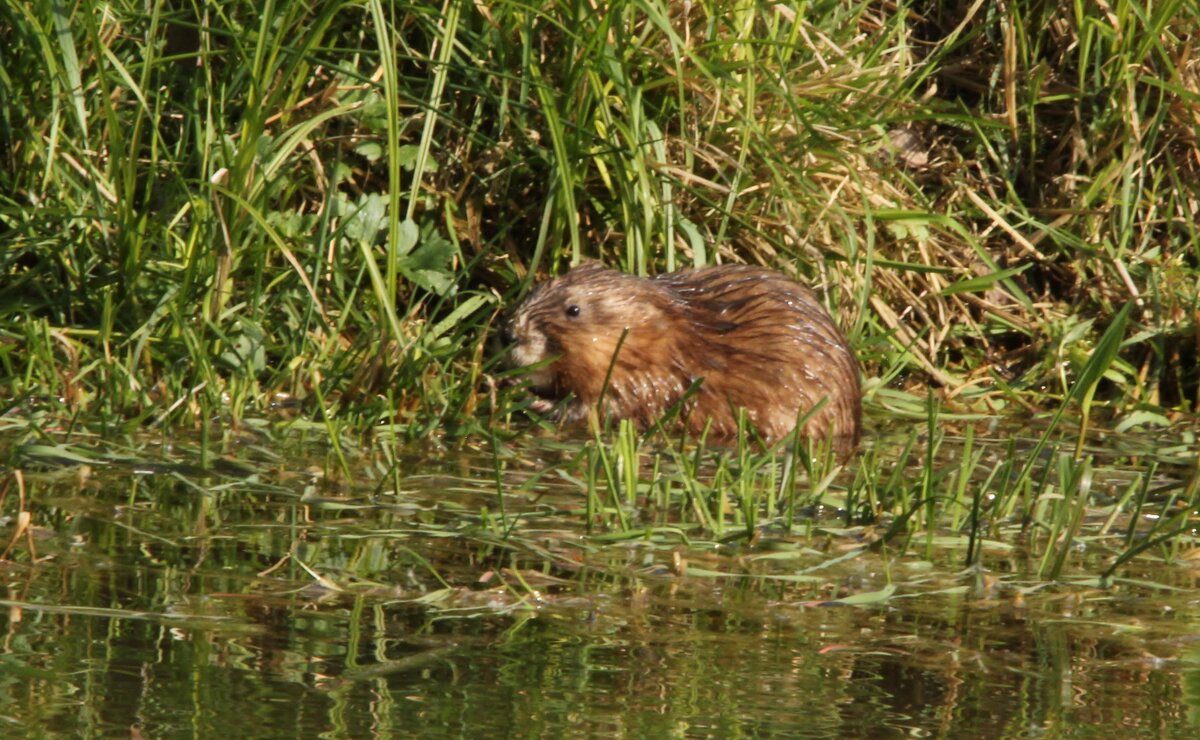 ондатра - Сергей Лычагин