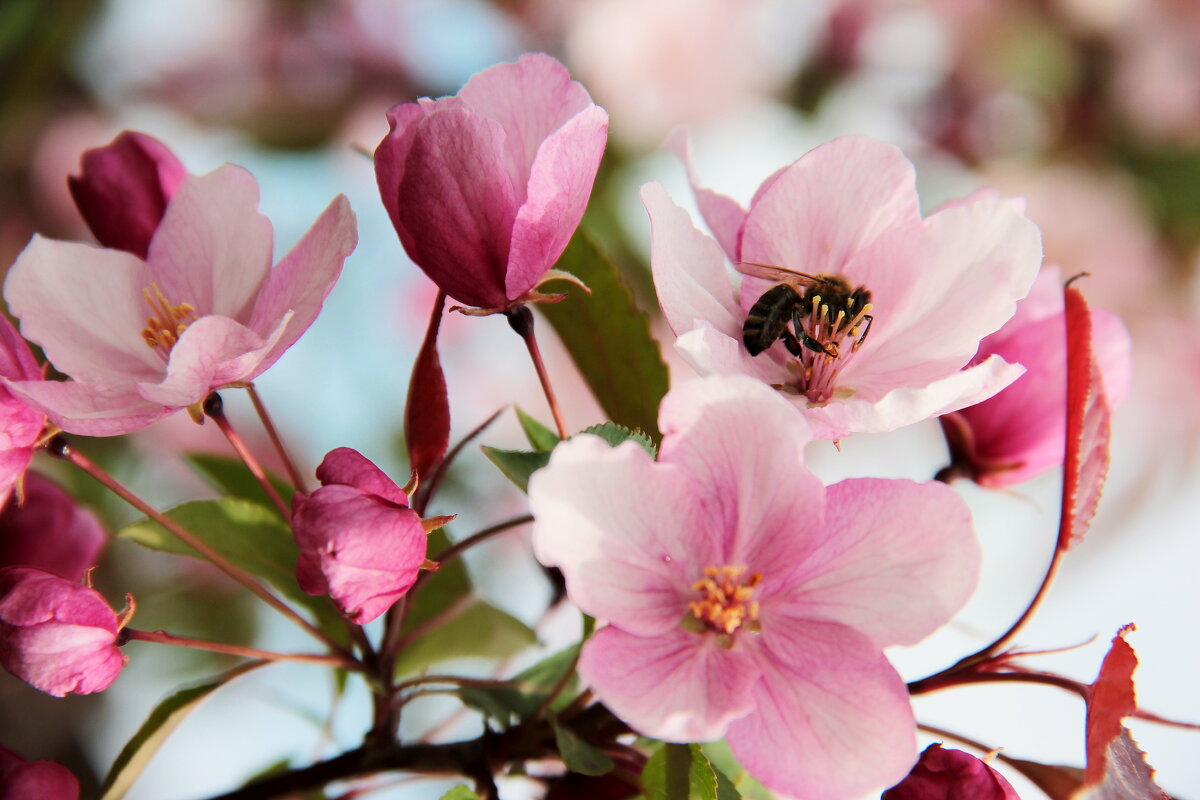 Весны цветение - victor Lion Весны цветение - victor Lion