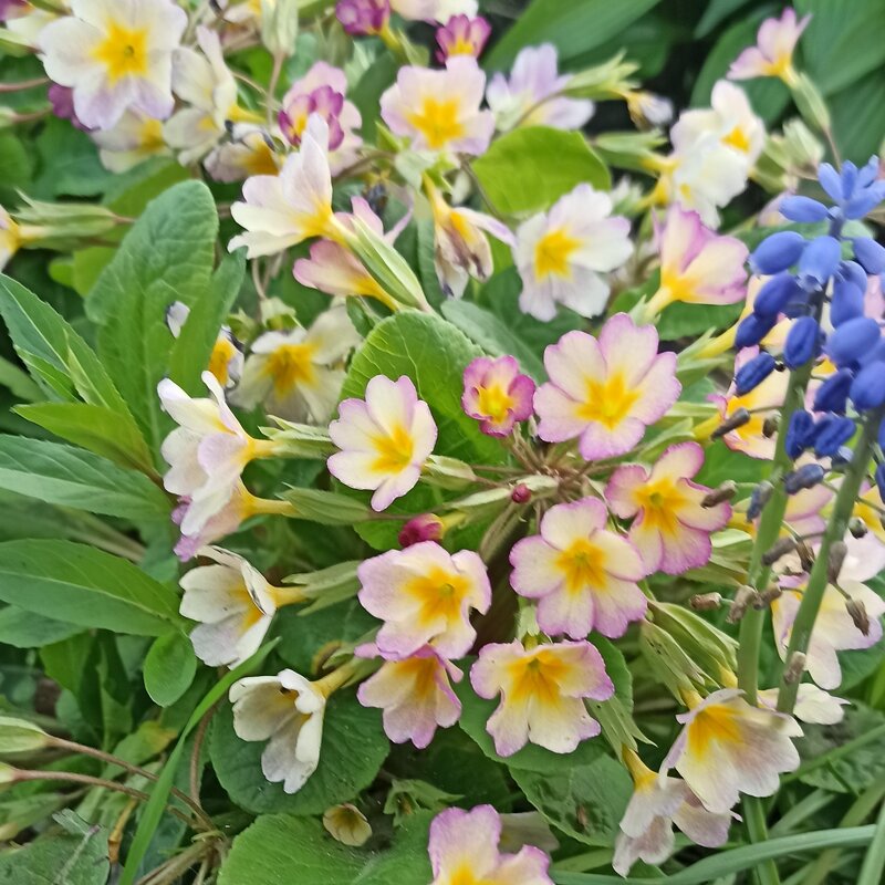 Рождение новой разновидности примулы - Gen Vel Рождение новой разновидности примулы - Gen Vel