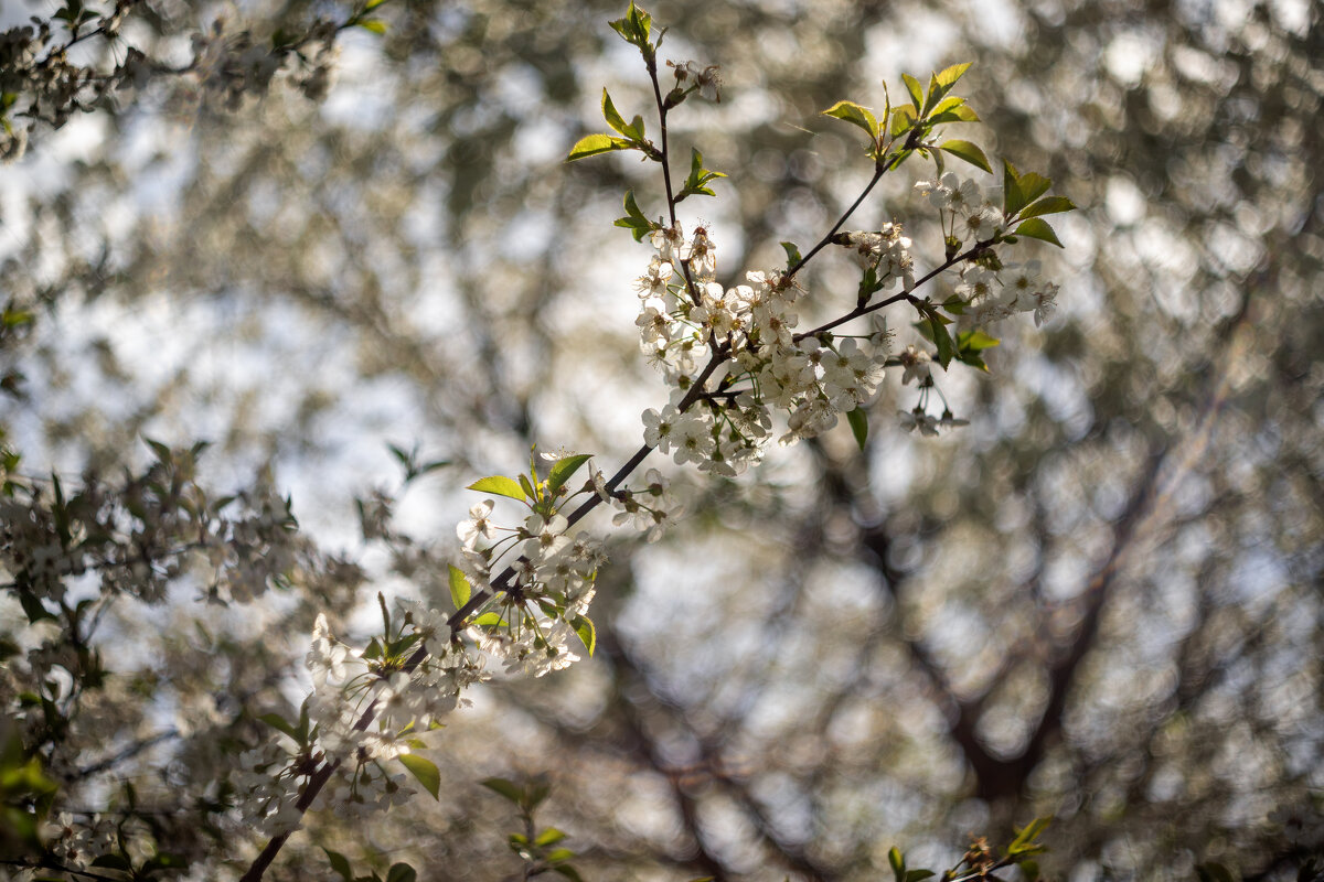 Белый вальс - sorovey Sol