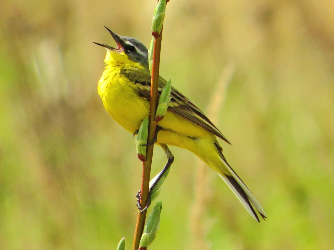Солистка - Андрей Снегерёв Солистка - Андрей Снегерёв