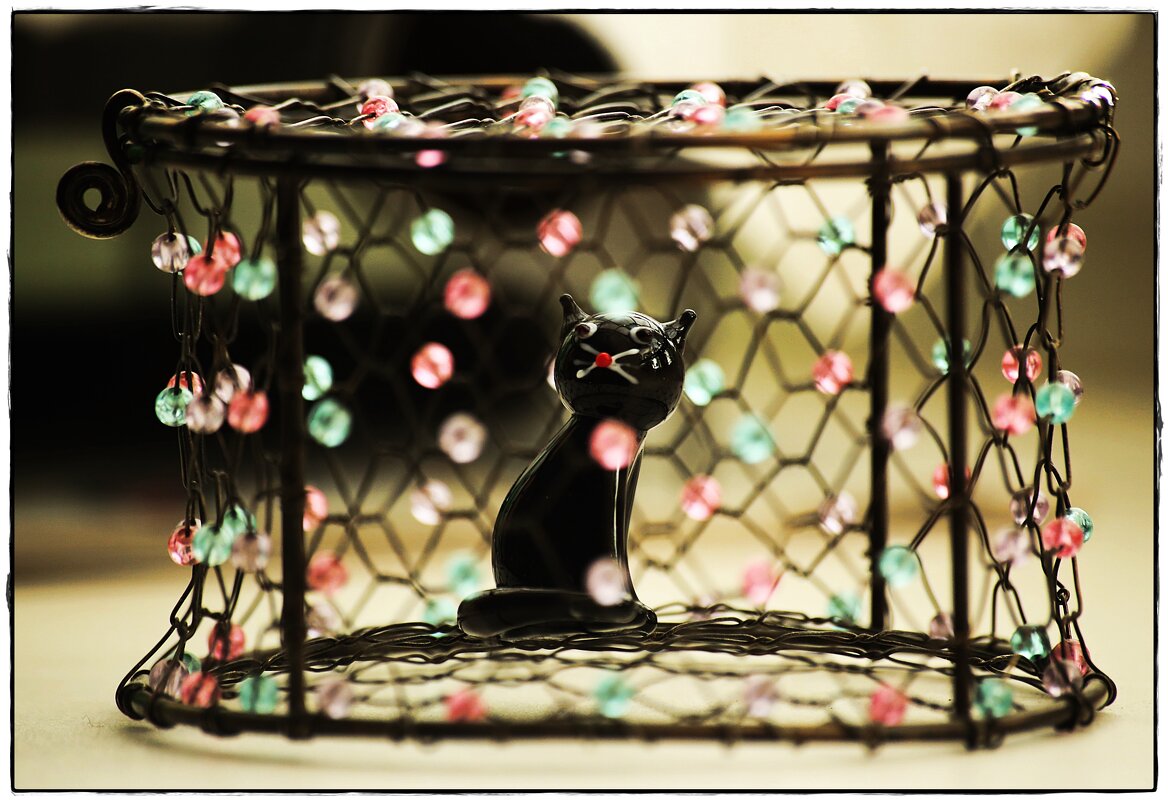 Кот в клетке ... - ставил Кот в клетке ... - ставил