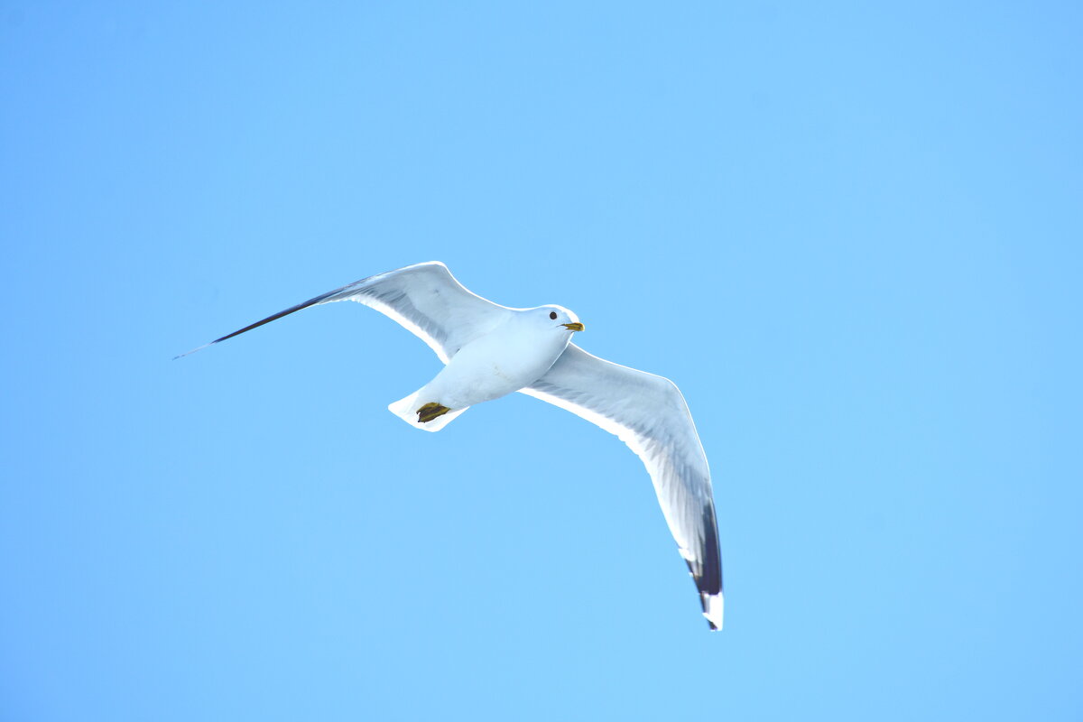 Онежская чайка - Леонид Иванчук