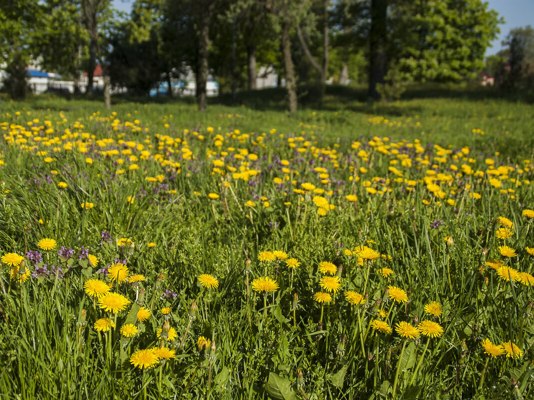 Одуванчиковое поле - Елена Пономарева Одуванчиковое поле - Елена Пономарева