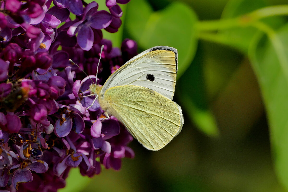 бабочки, снятые 7 мая 2 - Александр Прокудин бабочки, снятые 7 мая 2 - Александр Прокудин