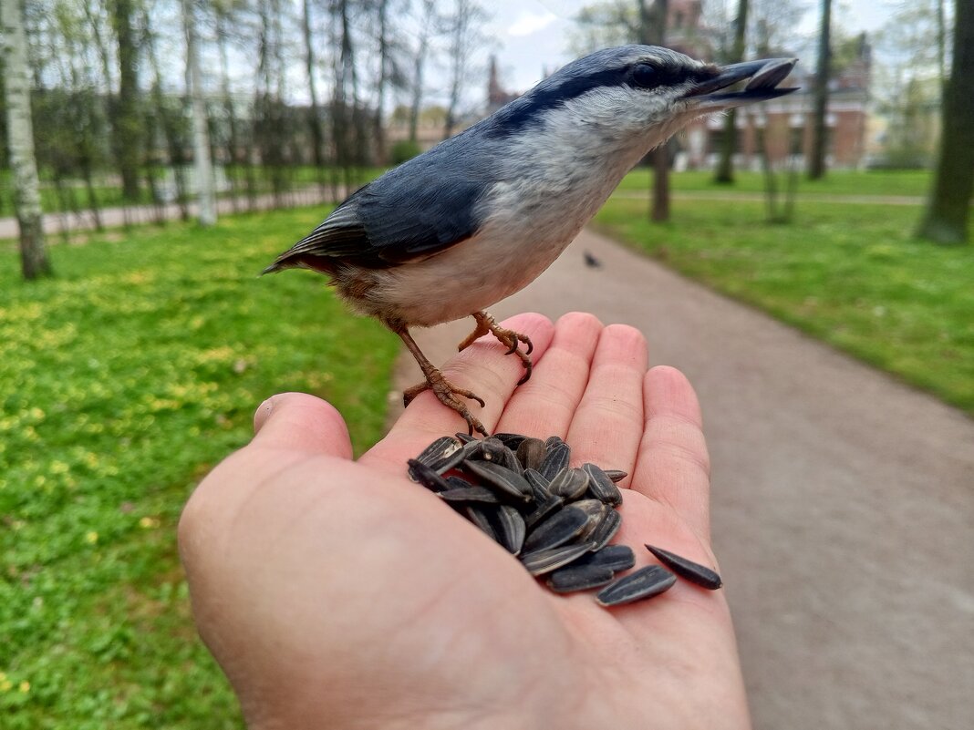 Поползень - Сапсан Поползень - Сапсан