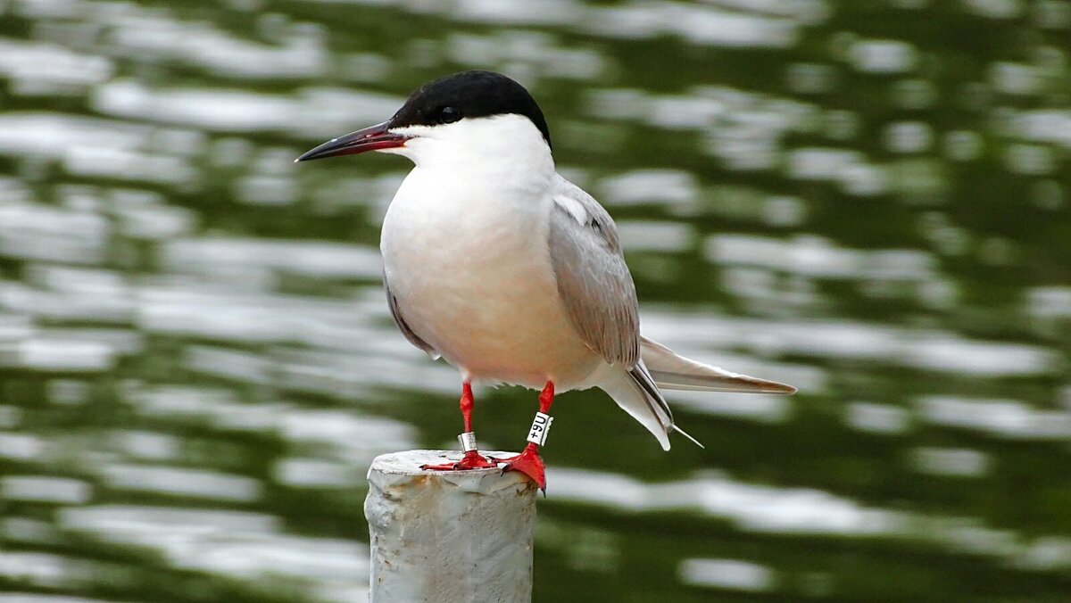 Крачка - Милешкин Владимир Алексеевич 