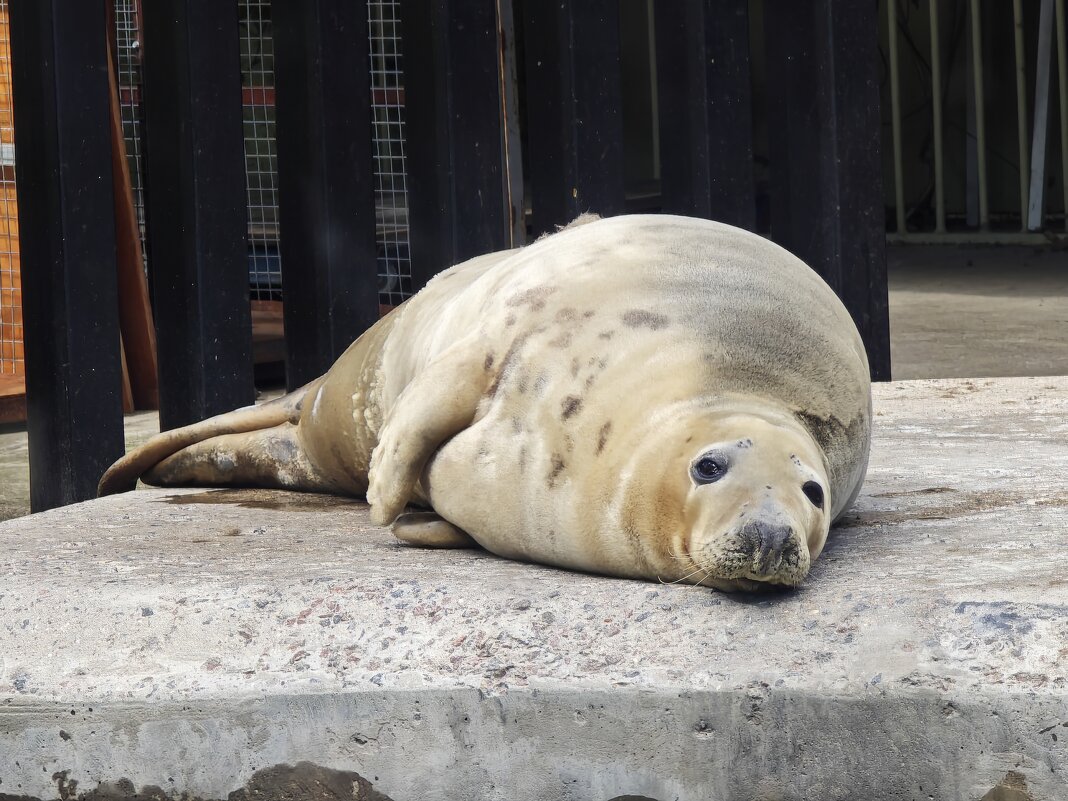 Тюлень - <<< Наташа >>>