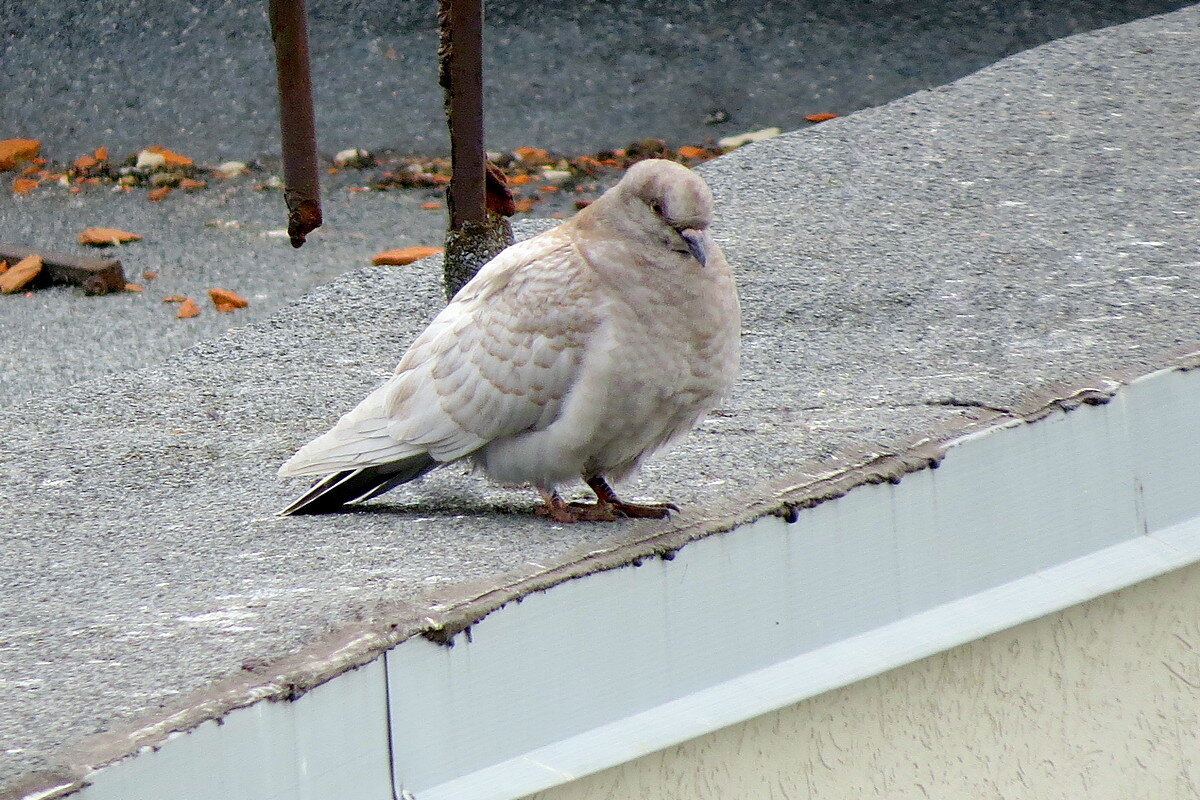 Необычная расцветка - Сеня Белгородский Необычная расцветка - Сеня Белгородский