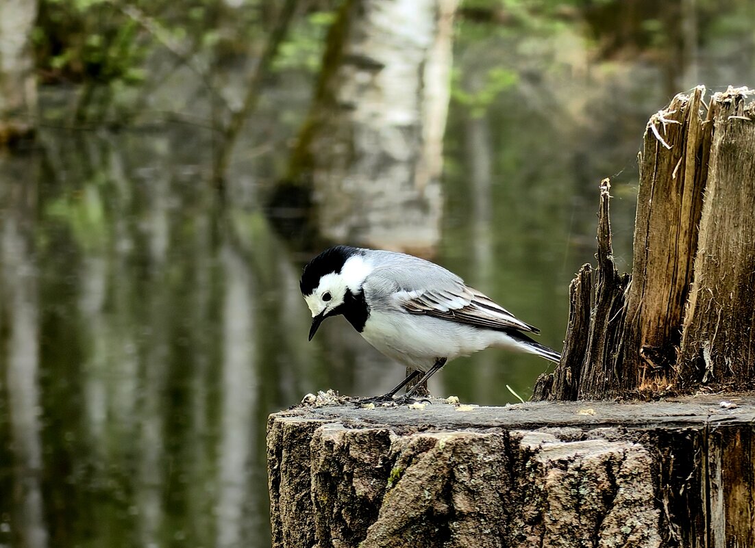 Белая трясогузка. - Светлана 13.06.