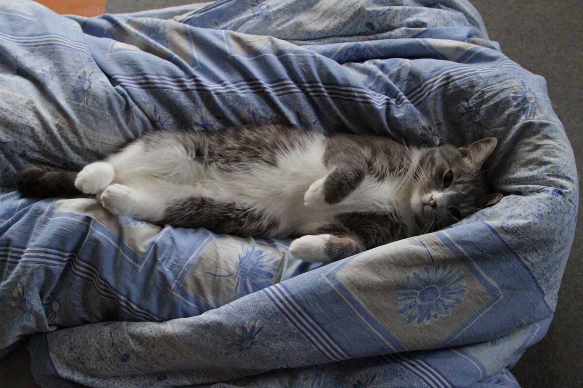 Ляля - Cергей Кочнев Ляля - Cергей Кочнев