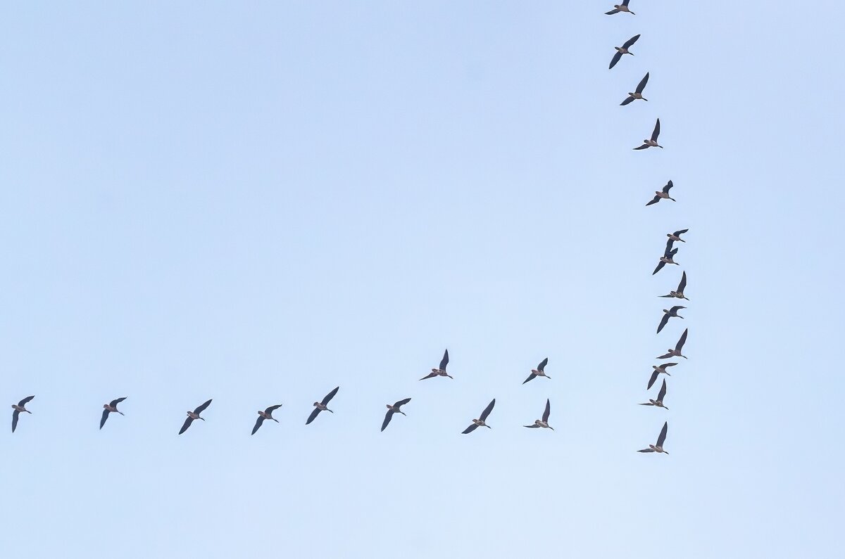 Летит, летит по небу клин усталый... - Виктор Иванович Чернюк