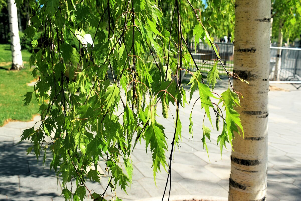 Необычные берёзы Зарядья. - Татьяна Помогалова Необычные берёзы Зарядья. - Татьяна Помогалова