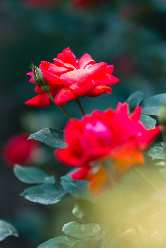 Сезон роз в Ханчжоу - Дмитрий Сезон роз в Ханчжоу - Дмитрий