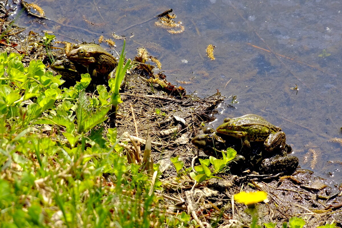 Скачки - Фёдор Меркурьев Скачки - Фёдор Меркурьев