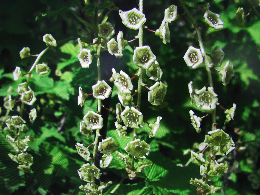 Скоро будут ягодки - Людмила Смородинская Скоро будут ягодки - Людмила Смородинская