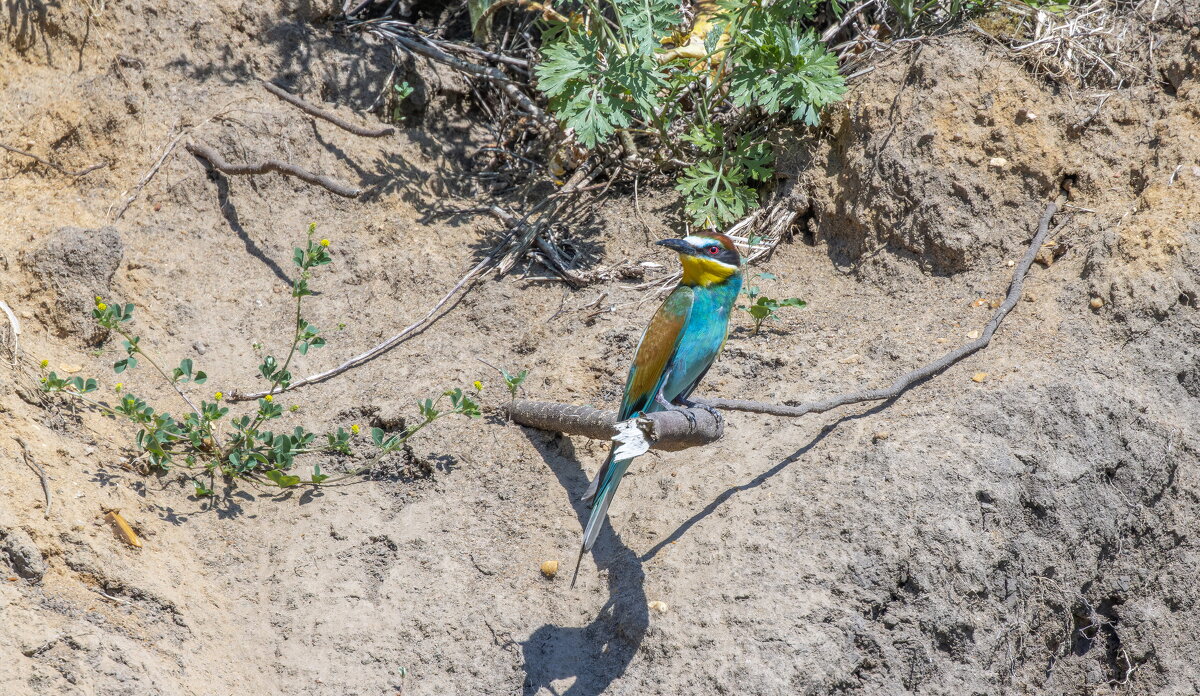 золотистые щурки - юрий макаров