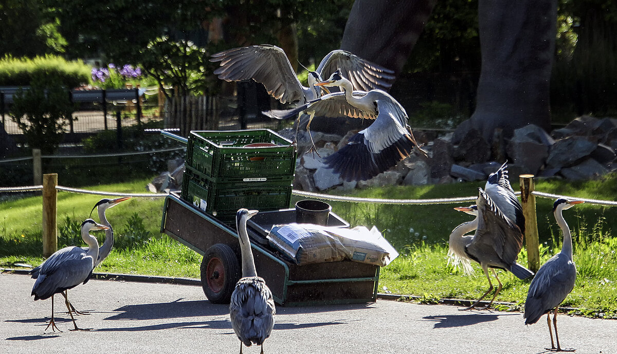 **** - Андроник Александр **** - Андроник Александр