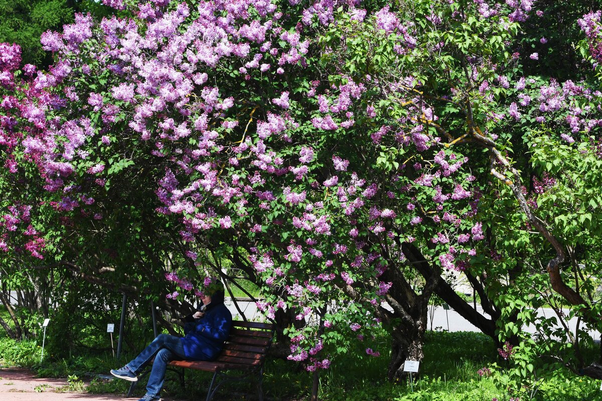 Май в Ботаническом... - Наташа *****