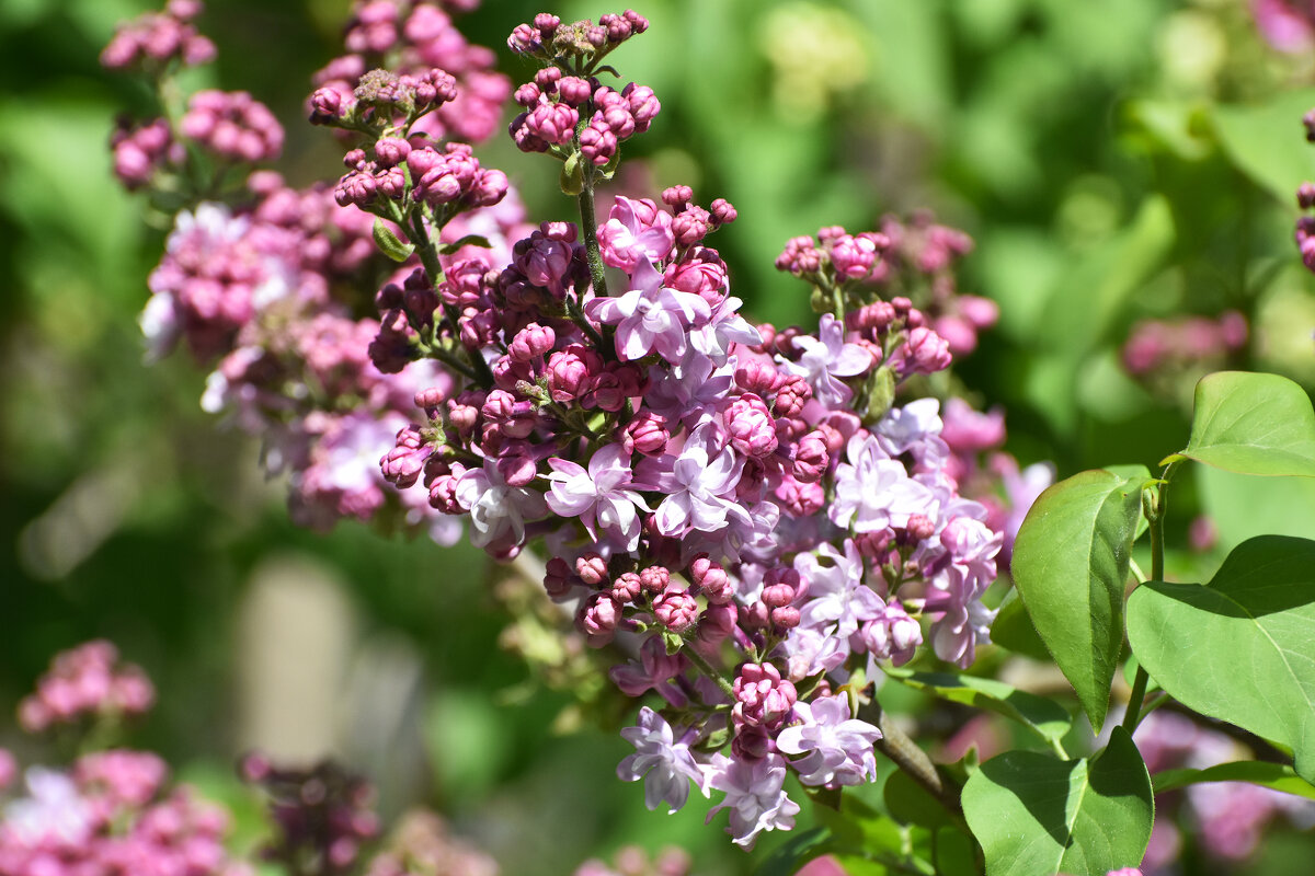 Весна в Ботаническом... - Наташа ***** Весна в Ботаническом... - Наташа *****