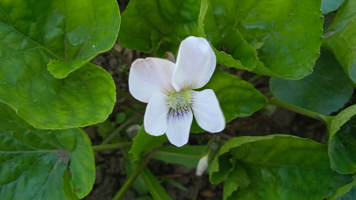 май - Елена Шаламова