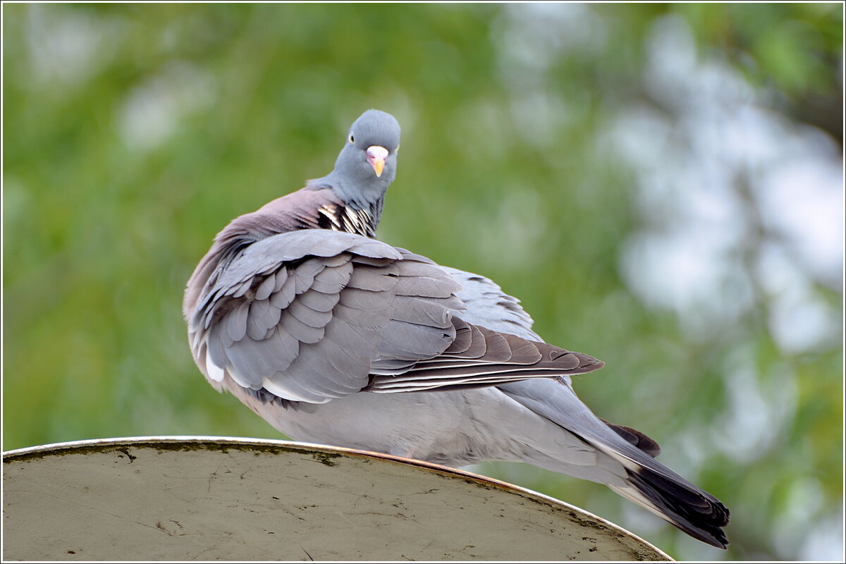 Чистюля - Сеня Белгородский